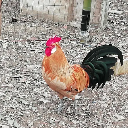 Il Canto Dei Galli شقة Monte Colombo