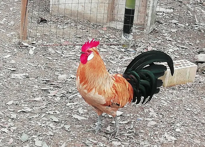 Il Canto Dei Galli Apartament Monte Colombo